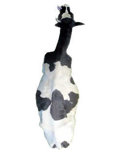cow